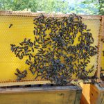 Bienen der multi-media systeme bei der Durchsicht im Frühjahr