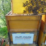 Bienenvolk der multi-media systeme bei der Durchsicht im Frühjahr 2022