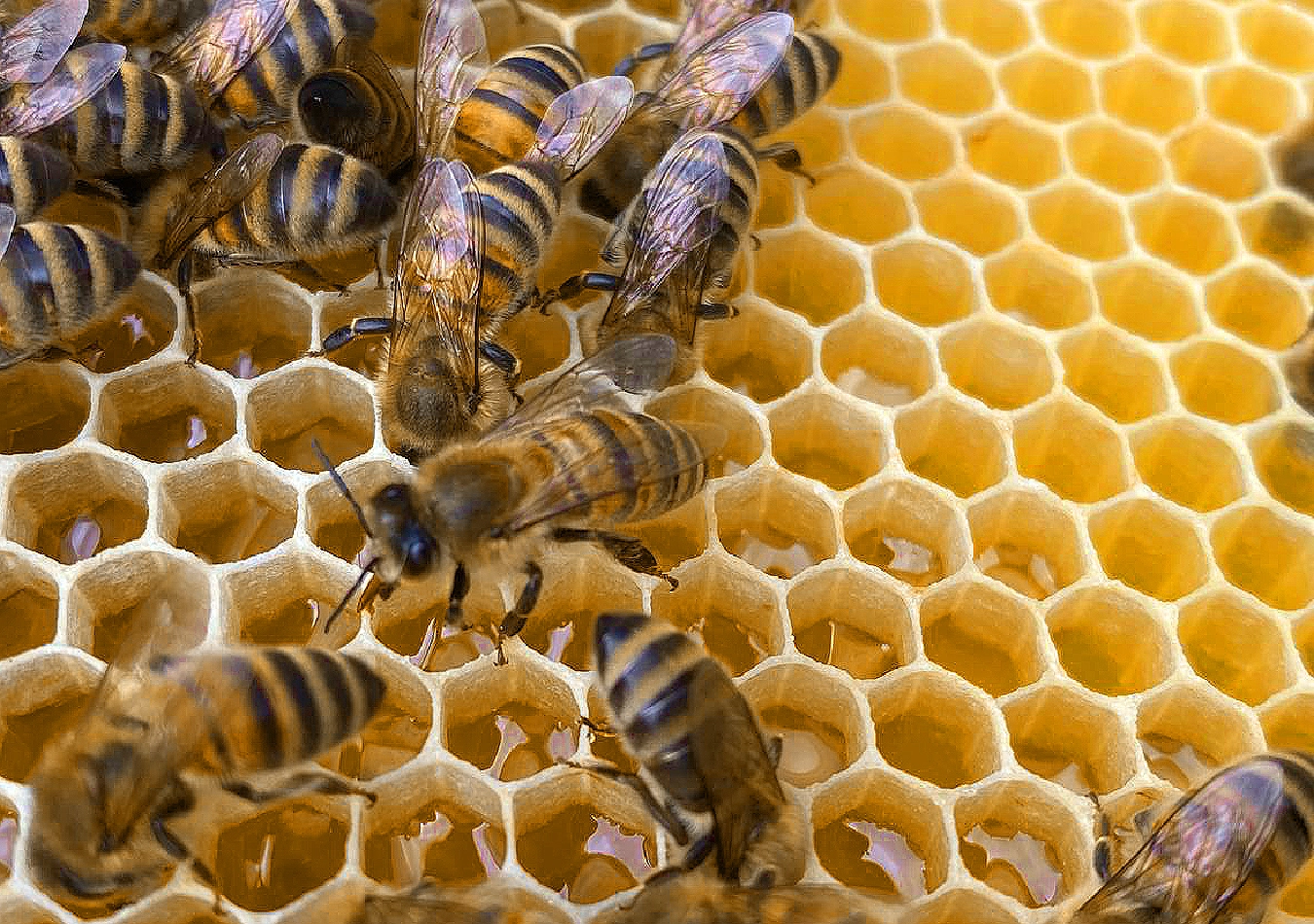 Honigernte bei den beefuture-Bienen